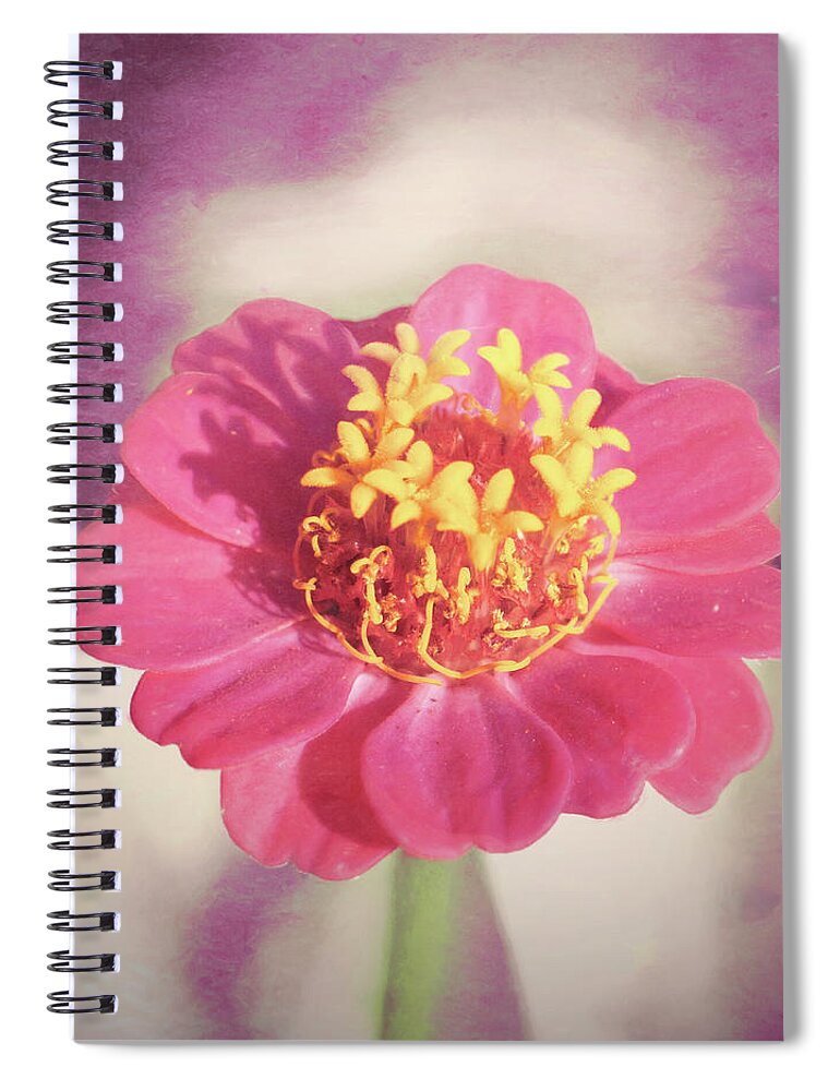 Zinnia Spiral Notebook featuring the photograph Pink Zinnia Isolated by Jason Fink