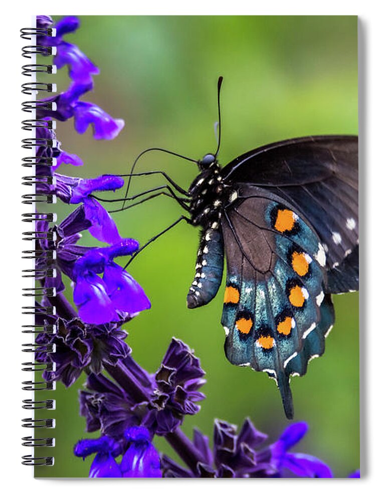 Pipevine Swallowtail Spiral Notebook featuring the photograph Pipevine Swallowtail by Debra Martz