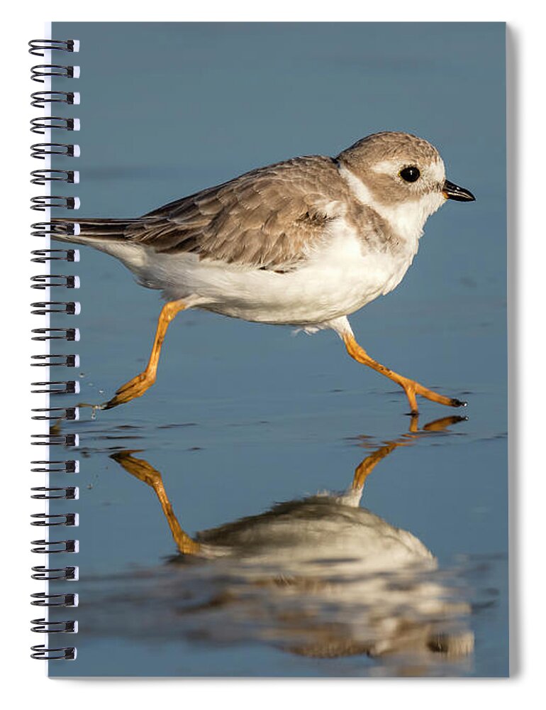 American Fauna Spiral Notebook featuring the photograph Piping Plover Charadrius Melodus Running by Ivan Kuzmin