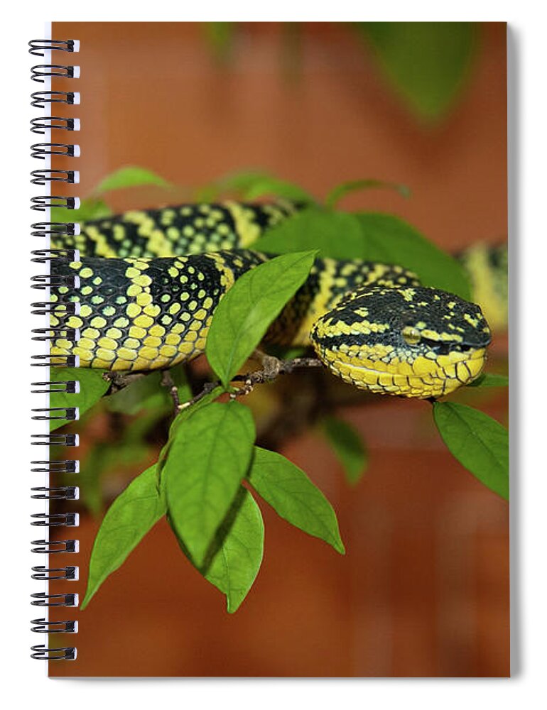 Animal Themes Spiral Notebook featuring the photograph Pit Viper Snake On Tree Branch by Megan Ahrens