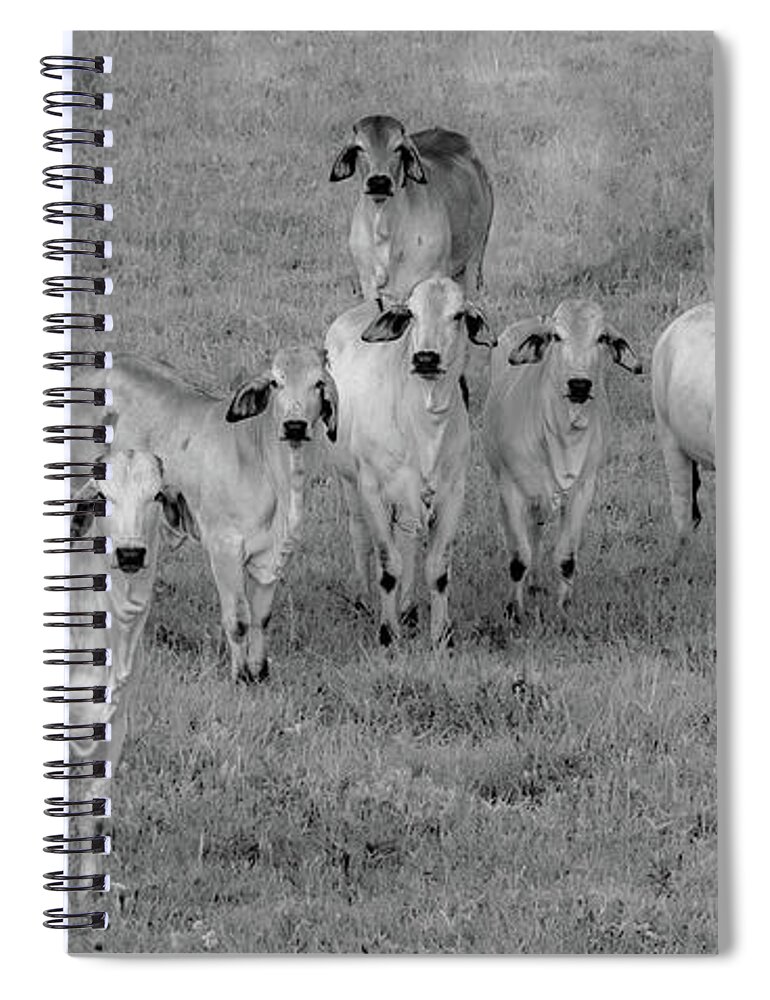 Tennessee Spiral Notebook featuring the photograph Please Tell Me You Brought Breakfast, Infrared by Marcy Wielfaert