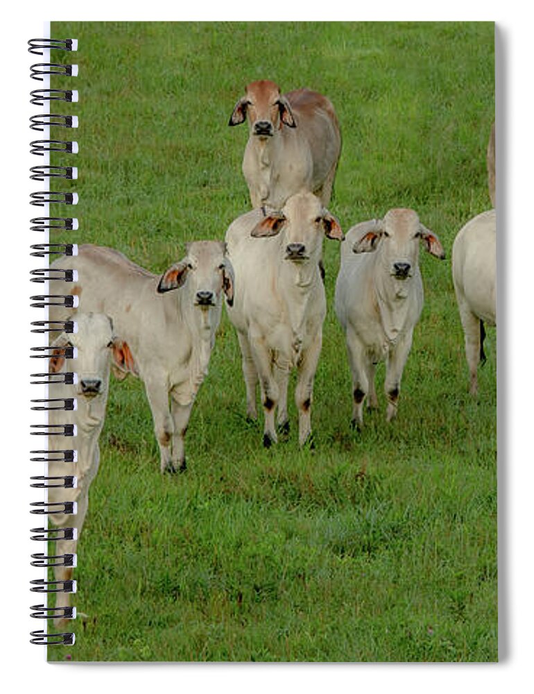 Tennessee Spiral Notebook featuring the photograph Please Tell Me You Brought Breakfast, Soft Color by Marcy Wielfaert