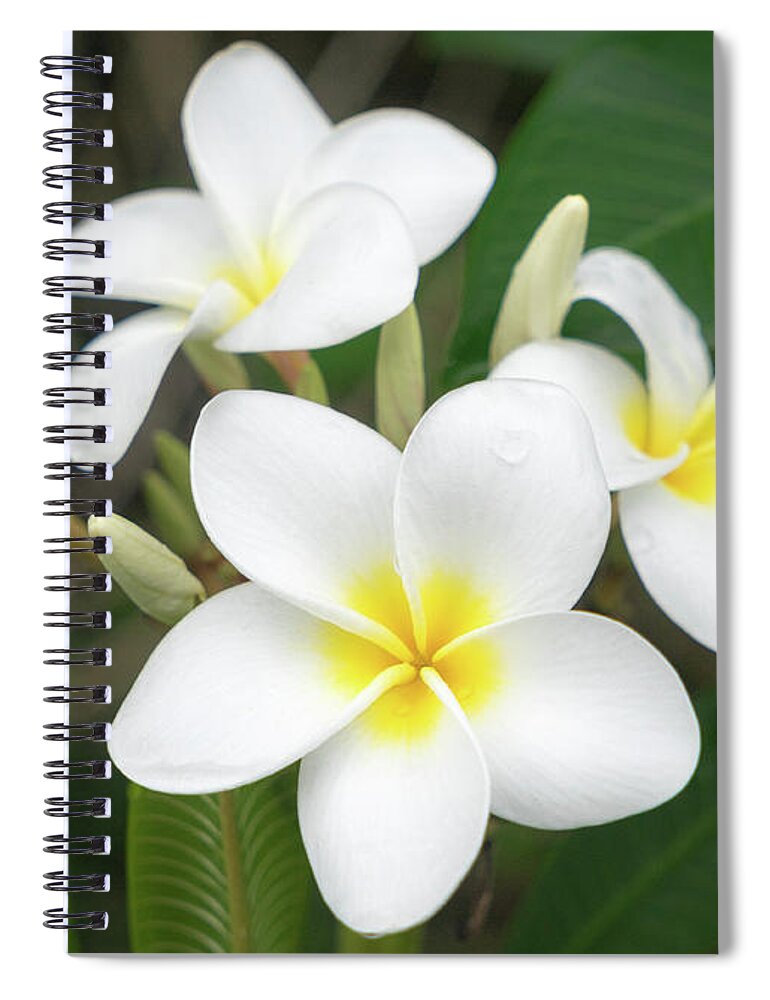 Flowers Spiral Notebook featuring the photograph Pleasing Plumeria by Denise Bird