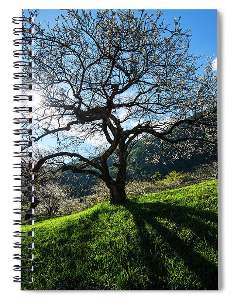 Scenics Spiral Notebook featuring the photograph Plum Shadow by Jun