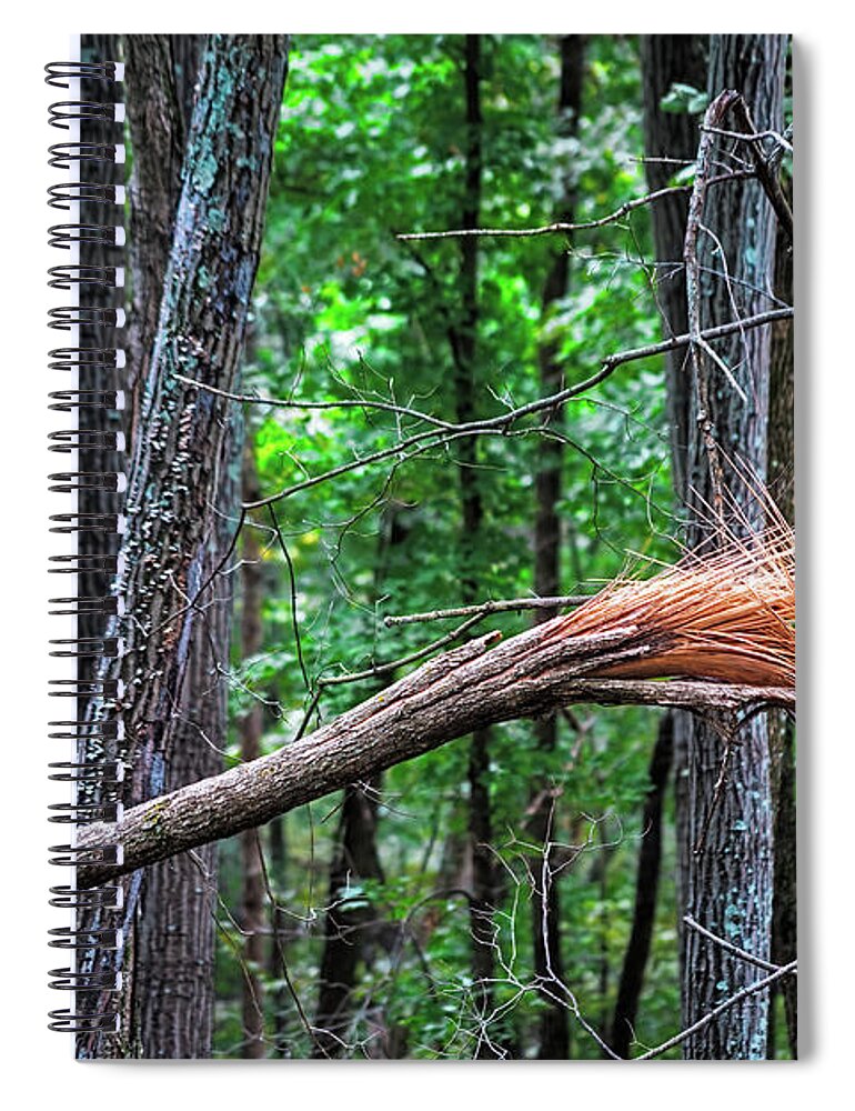 Broken Spiral Notebook featuring the photograph Plume de Pine by Robert FERD Frank