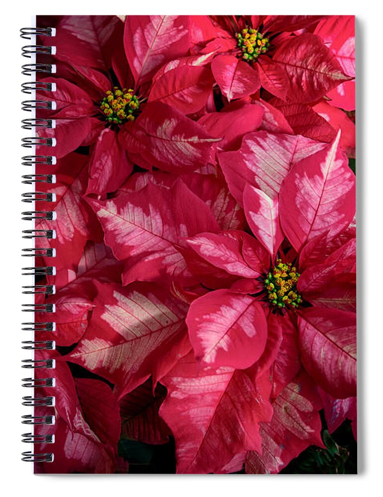 Poinsettia Spiral Notebook featuring the photograph Poinsettia by Debra Fedchin