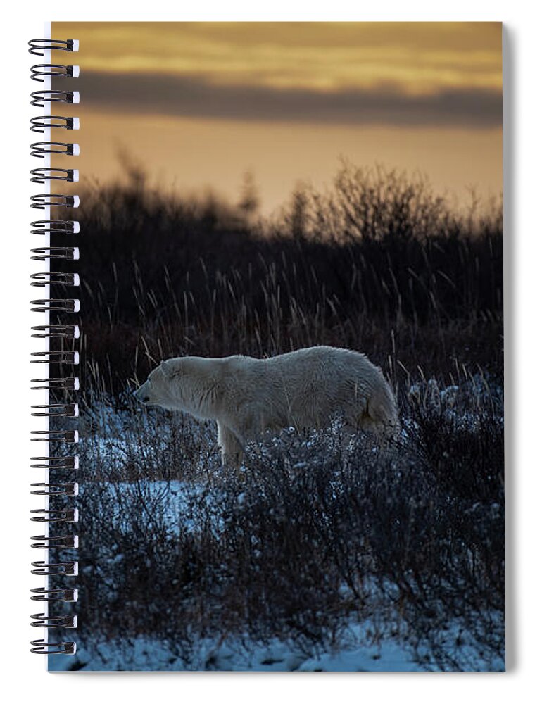 Bear Spiral Notebook featuring the photograph Polar Bear at Dusk by Mark Hunter