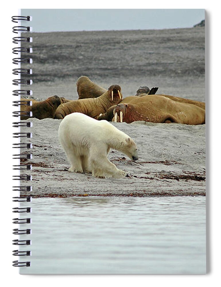 Svalbard Islands Spiral Notebook featuring the photograph Polar Bear Vs Walrus by Ekvals