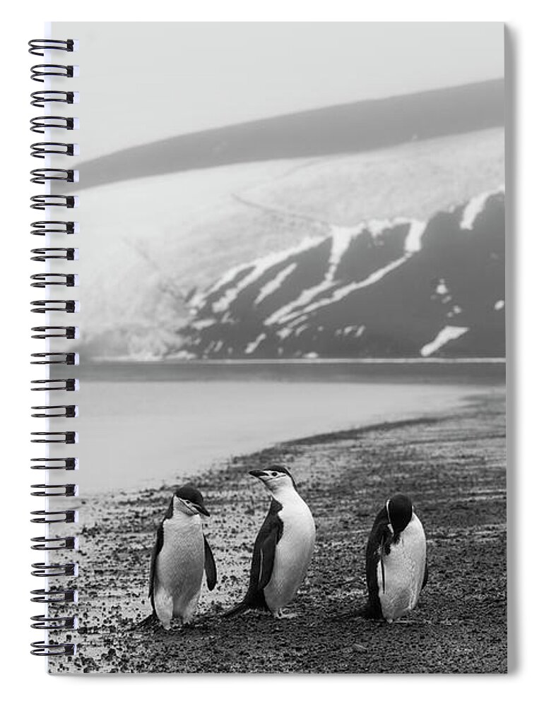 Penguins Spiral Notebook featuring the photograph Police Lineup by Alex Lapidus