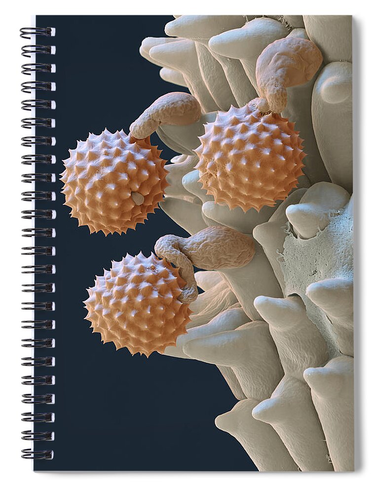 Ambrosia Spiral Notebook featuring the photograph Pollen And Pollen Tubes, Sem by Oliver Meckes EYE OF SCIENCE