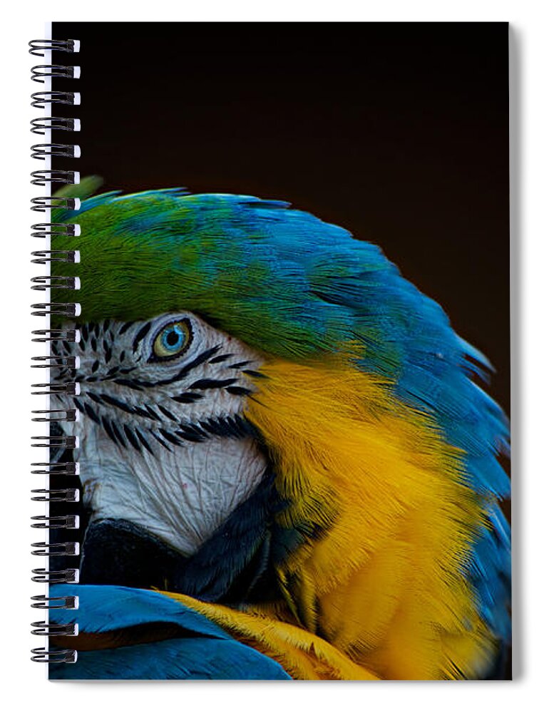 Parrot Spiral Notebook featuring the photograph Polly's Portrait by Carolyn Mickulas