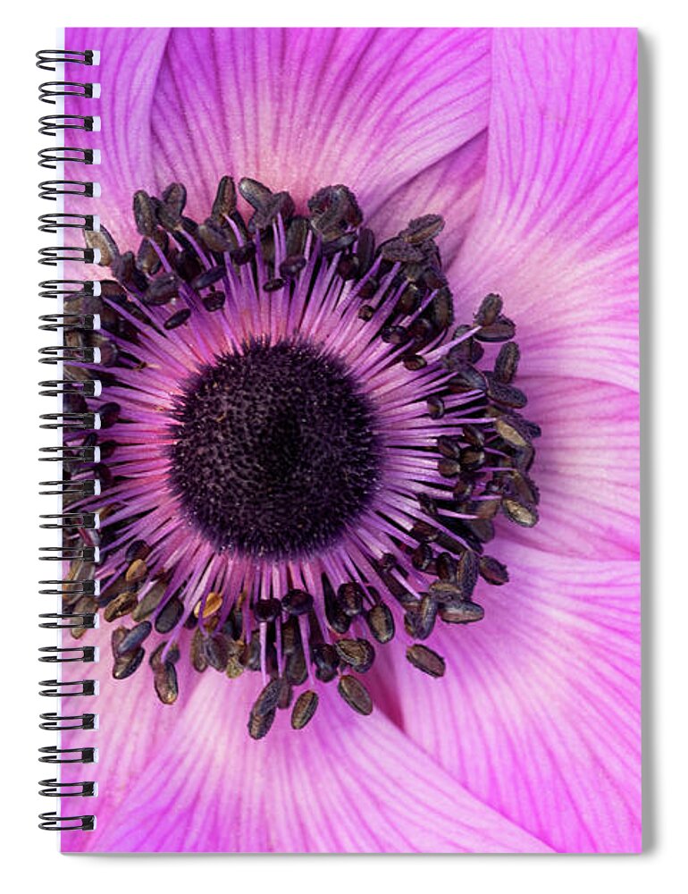 Flowers Spiral Notebook featuring the photograph Poppy Anemone by Patty Colabuono