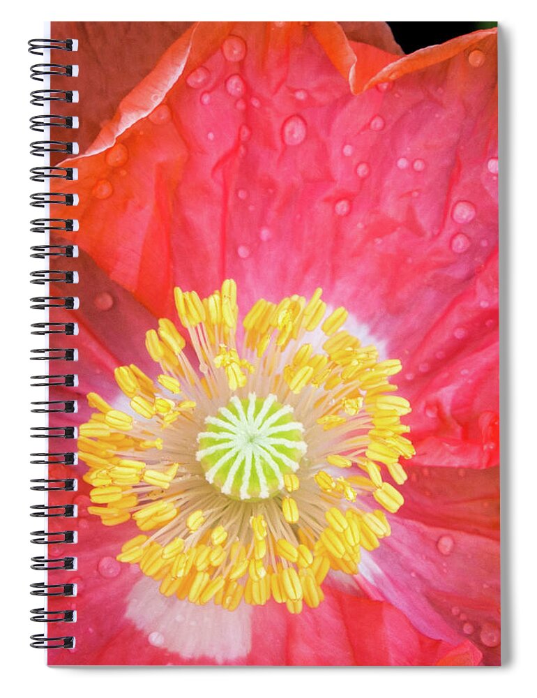 #poppy #coral #flower #spring #summer #petals #yellow #orange #pink #green #wildflowers #fresh #happy #closeup Spiral Notebook featuring the photograph Poppy Closeup by Cheryl McClure