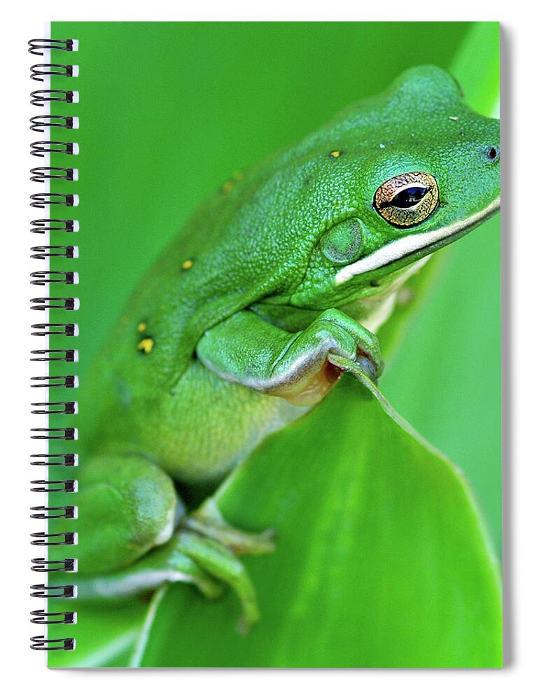Animal Themes Spiral Notebook featuring the photograph Portrait In Green by Jeff R Clow