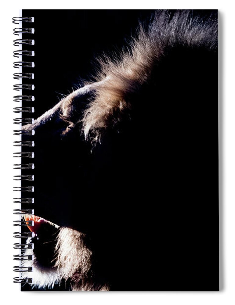 Lion Spiral Notebook featuring the photograph Portrait of a backlit male african lion by Mark Hunter