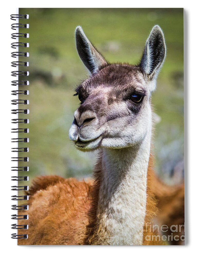 Guanaco Spiral Notebook featuring the photograph Portrait of a guanaco, Patagonia by Lyl Dil Creations