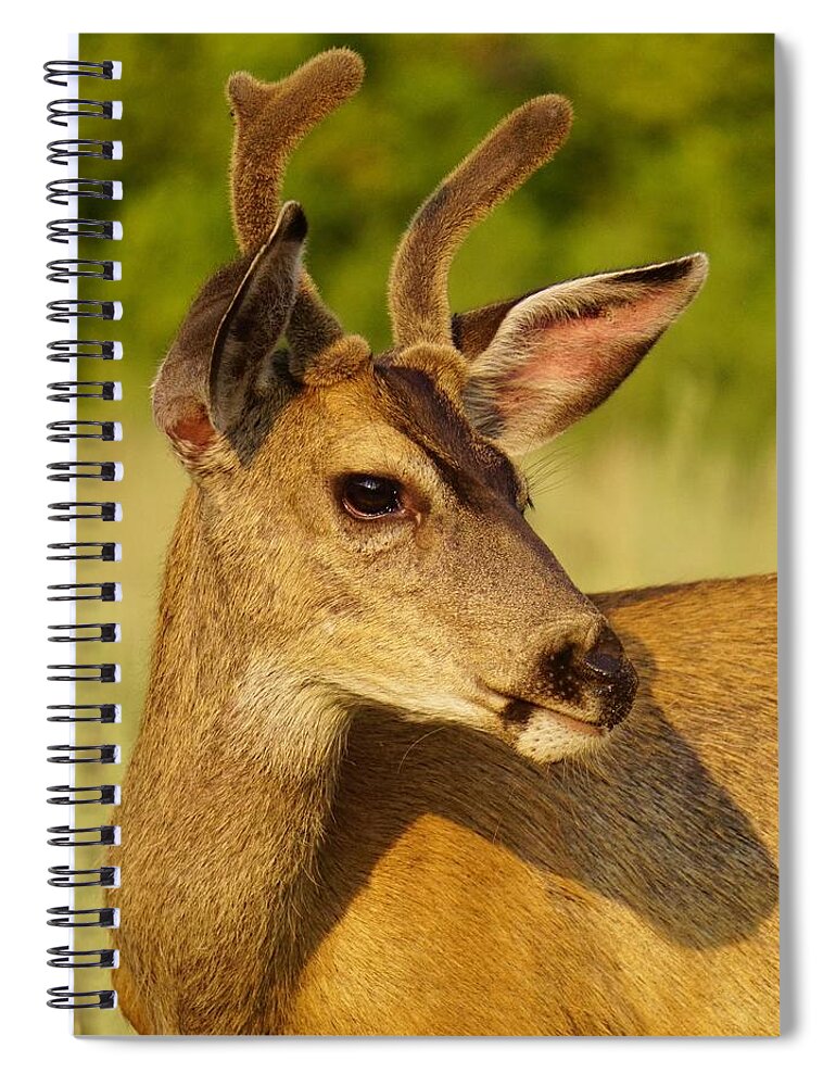 Wildlife Spiral Notebook featuring the photograph Mule Deer Portrait by Brett Harvey