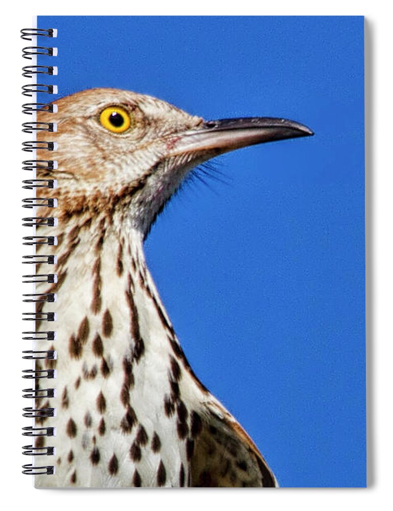 Brown Thrasher Spiral Notebook featuring the photograph Portrait of a Thrasher by Bob Decker
