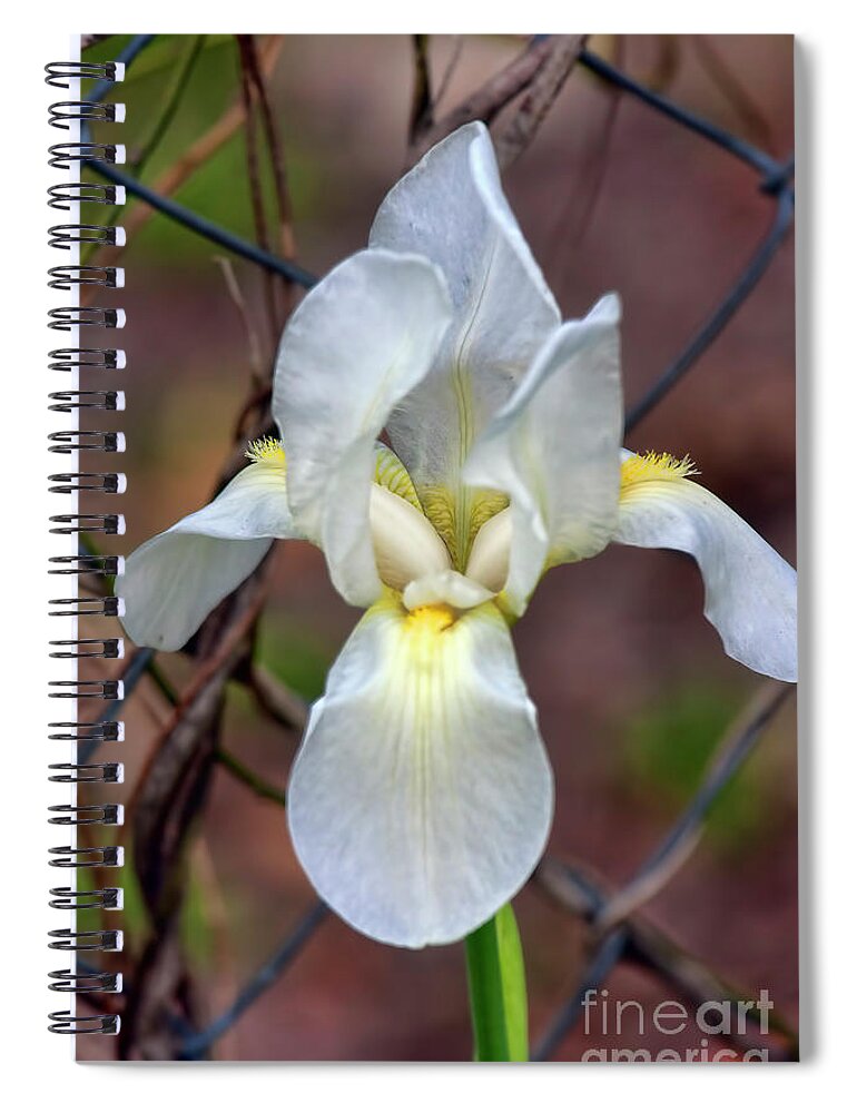 Flower Spiral Notebook featuring the photograph Portrait of an Iris by Joan Bertucci