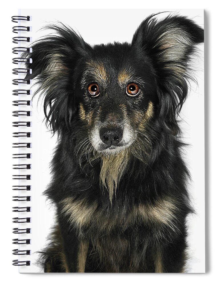 Pets Spiral Notebook featuring the photograph Portrait Of Border Collie Cross Dog by Gandee Vasan