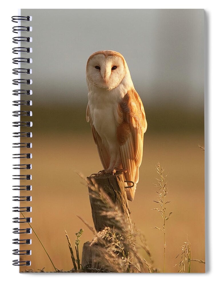 Animal Themes Spiral Notebook featuring the photograph Portrait Of Male Barn Owl by © Paul Blackley