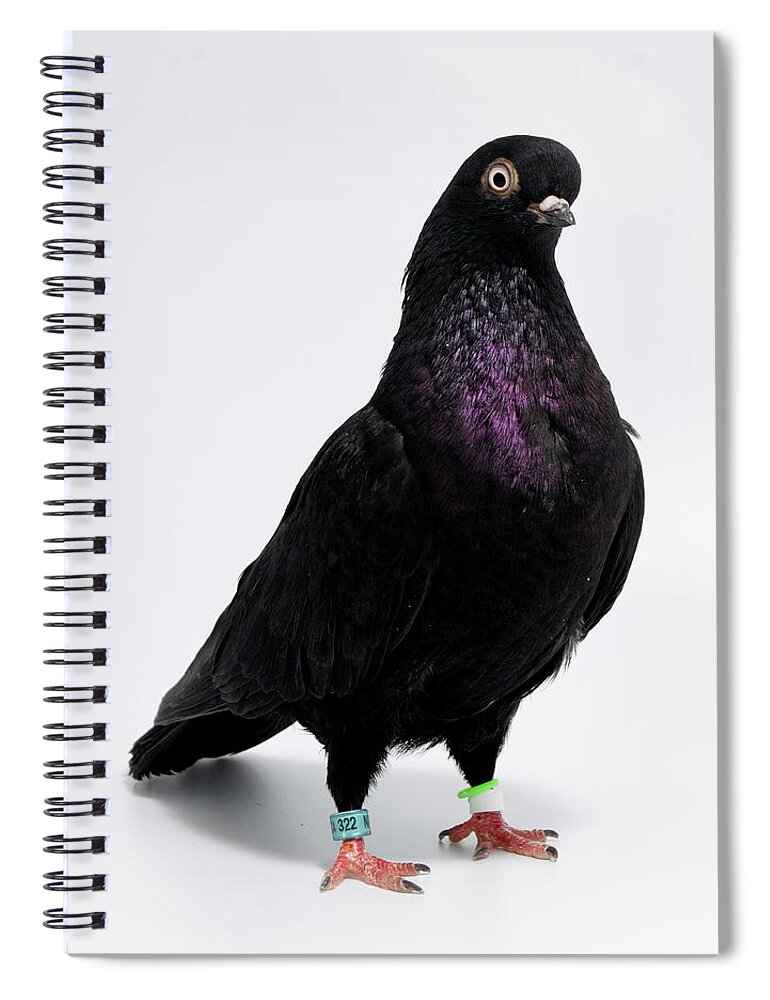 Bird Spiral Notebook featuring the photograph Portuguese Tumbler Pigeon by Nathan Abbott