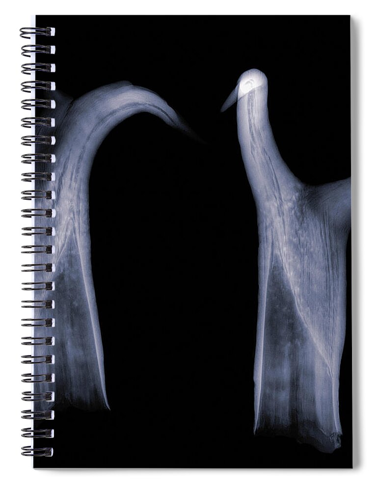 Kansas Spiral Notebook featuring the photograph Pronghorn x-ray 03 by Rob Graham