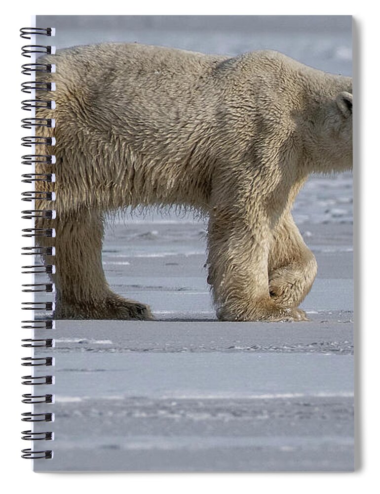 Bear Spiral Notebook featuring the photograph Prowling Polar Bear by Mark Hunter