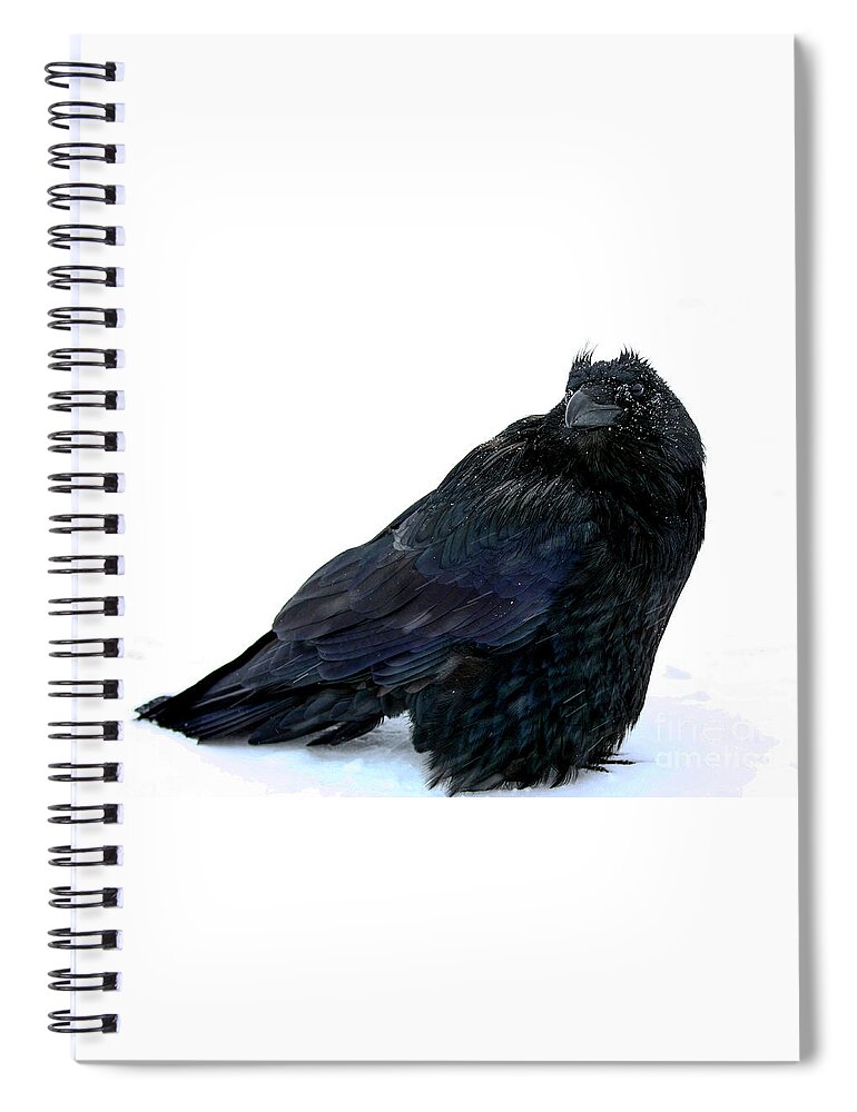 Close Up Spiral Notebook featuring the photograph Puffed up bird black raven Corvus corax Corvidae standing in a cold freezing white snow storm by Robert C Paulson Jr