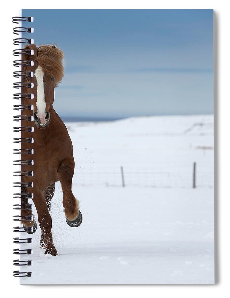 Snow Spiral Notebook featuring the photograph Purebred Icelandic Stallion Running In by Arctic-images