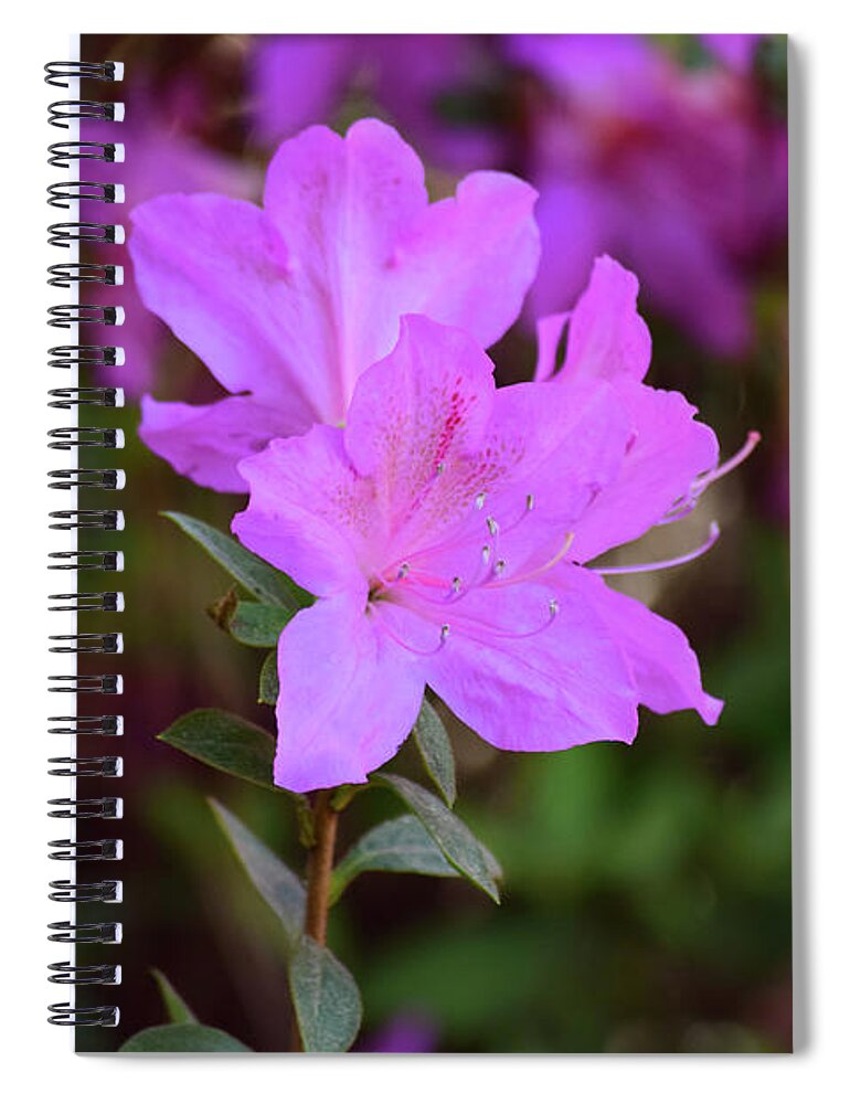 Flowers Spiral Notebook featuring the photograph Purple Azaleas in Bloom by Nicole Lloyd