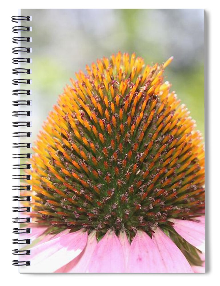Where To Buy Echinacea for Dummies