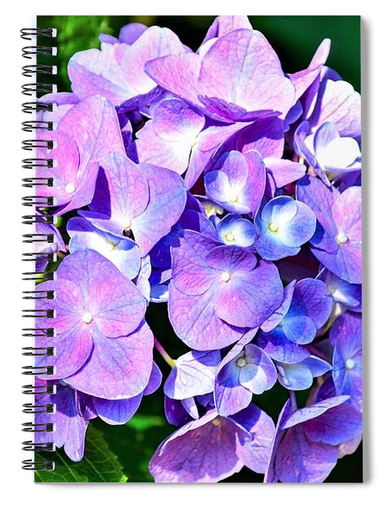 Hydrangea Spiral Notebook featuring the photograph Purple Hydrangea Beauty by Mary Ann Artz