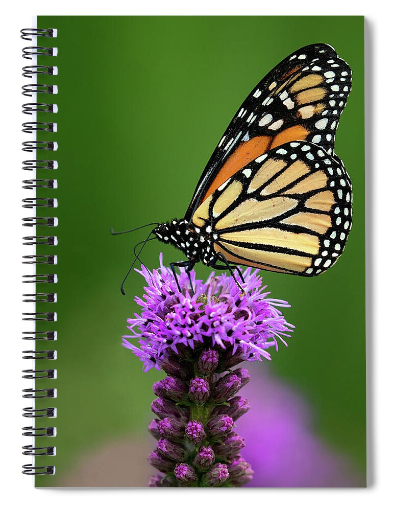 Butterfly Spiral Notebook featuring the photograph Purple Pedestal by Art Cole
