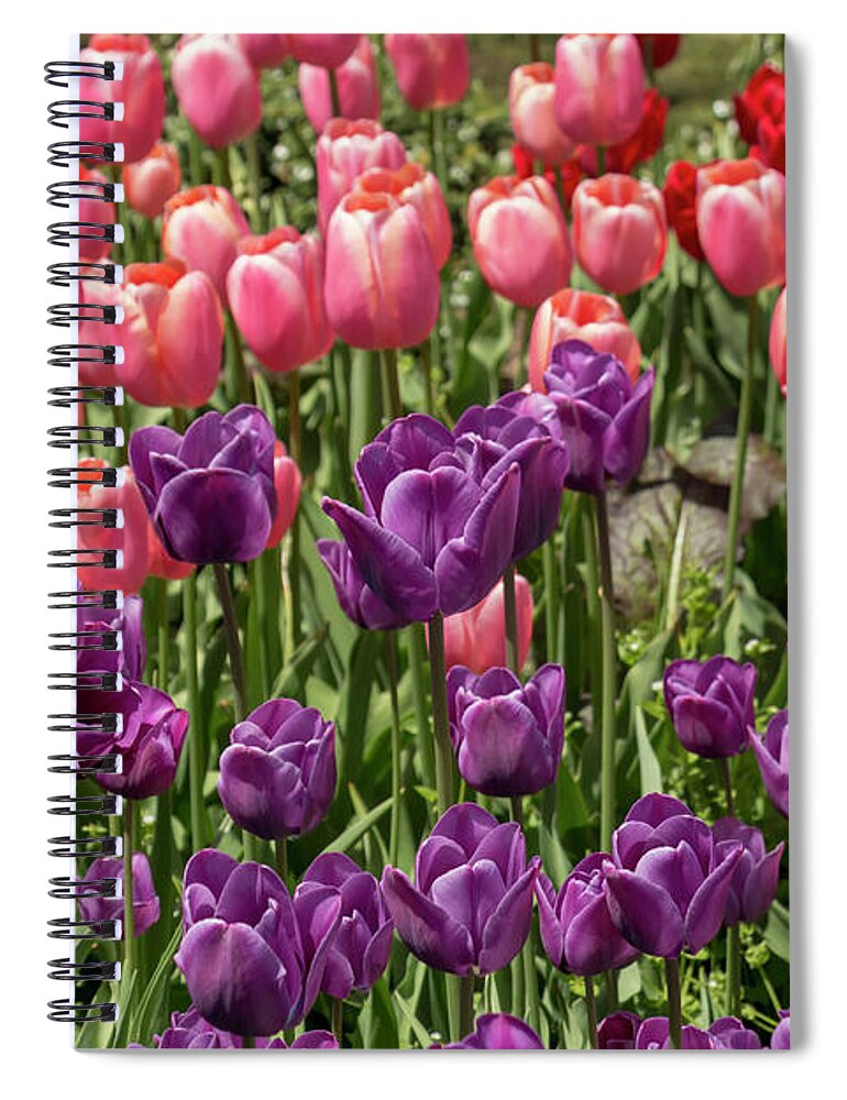 Flower Spiral Notebook featuring the photograph Purple, Pink, and Red Tulips by Dawn Cavalieri