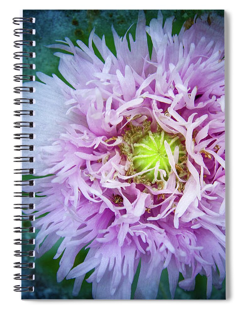 Purple Poppy Spiral Notebook featuring the photograph Purple Poppy by Jean Noren