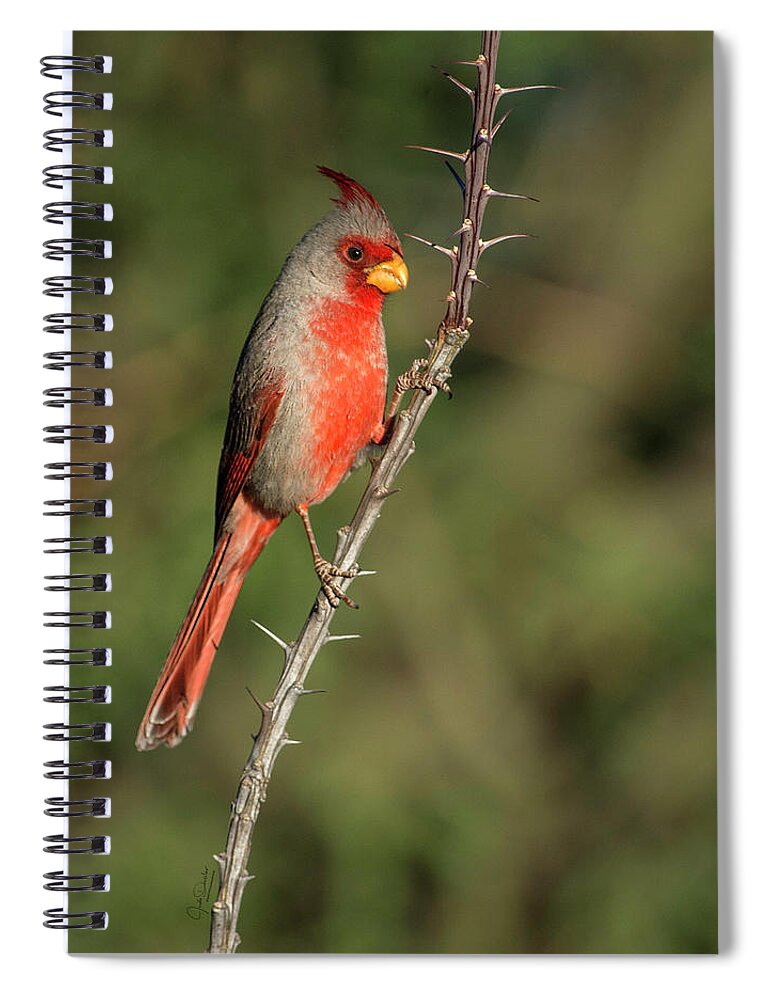 Pyrrhuloxia Spiral Notebook featuring the photograph Pyrrhuloxia on thorns by Judi Dressler