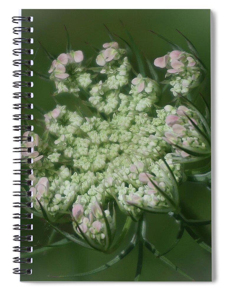 Queen Anne's Lace Spiral Notebook featuring the photograph Queen Anne's Lace in Waiting by Tana Reiff