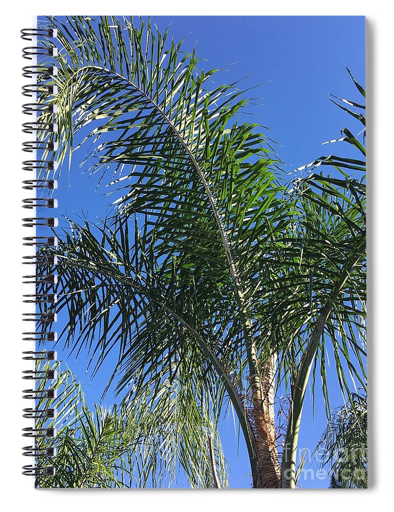 Leaves Spiral Notebook featuring the photograph Queen Palm One by Alan Metzger