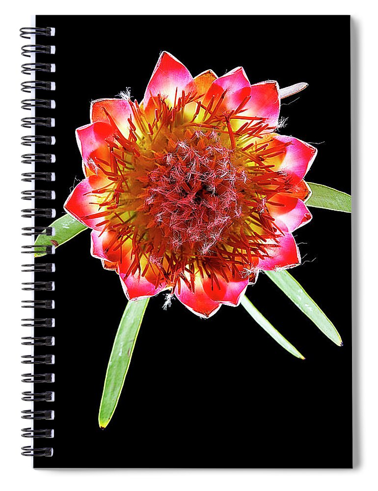 Black Background Spiral Notebook featuring the photograph Queen Protea Top by Chris Stein