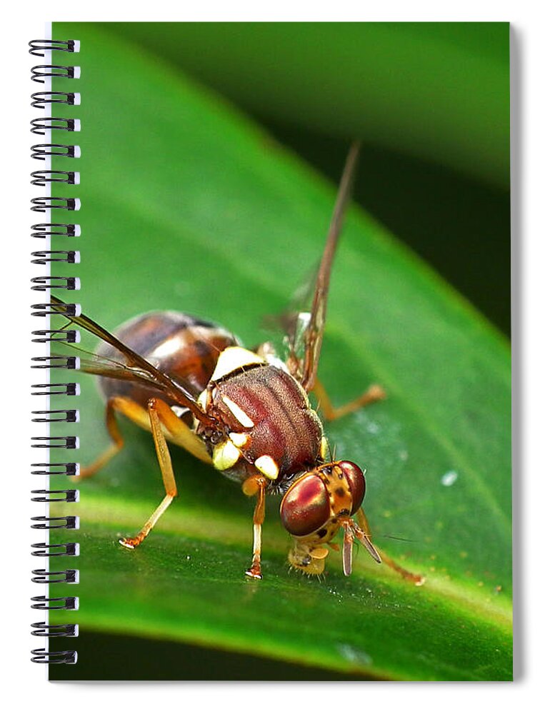 Animal Themes Spiral Notebook featuring the photograph Queensland Fruit Fly - Bactrocera by By James A. Niland