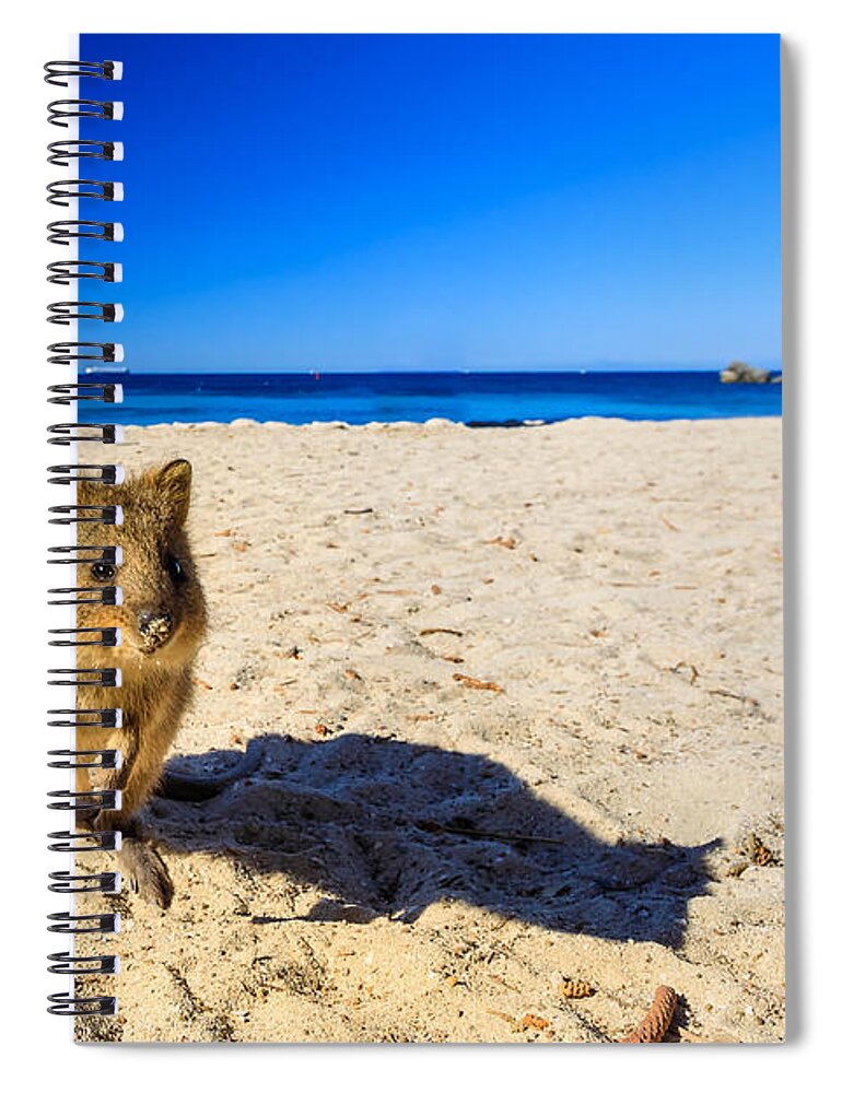 Quokka Spiral Notebook featuring the photograph Quokka on the beach by Benny Marty