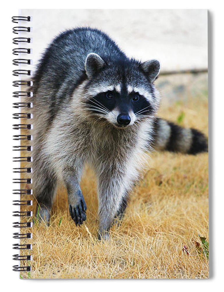 Racoon Spiral Notebook featuring the photograph Racoon by Anthony Jones