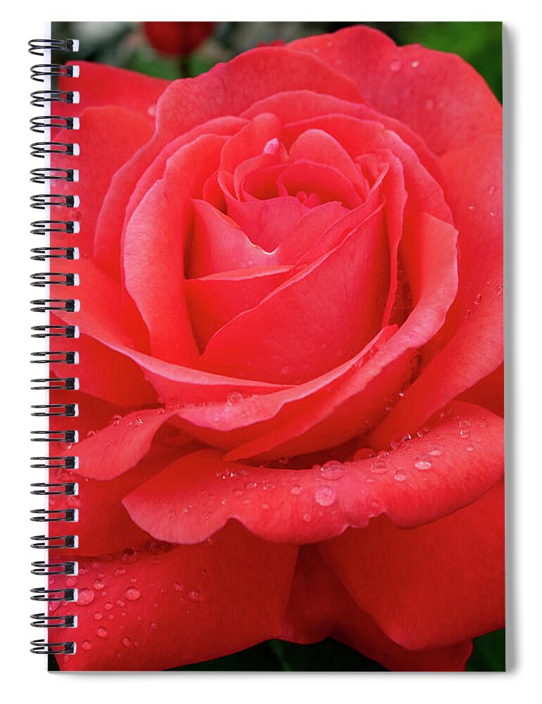 Rose Spiral Notebook featuring the photograph Raindrops on a Rose by Rose Guinther