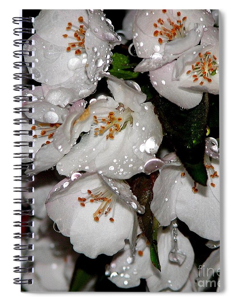 Raindrops On Crab Apple Blossoms By Rose Santucisofranko Spiral Notebook featuring the photograph Raindrops on Crab Apple Blossoms by Rose SantuciSofranko by Rose Santuci-Sofranko