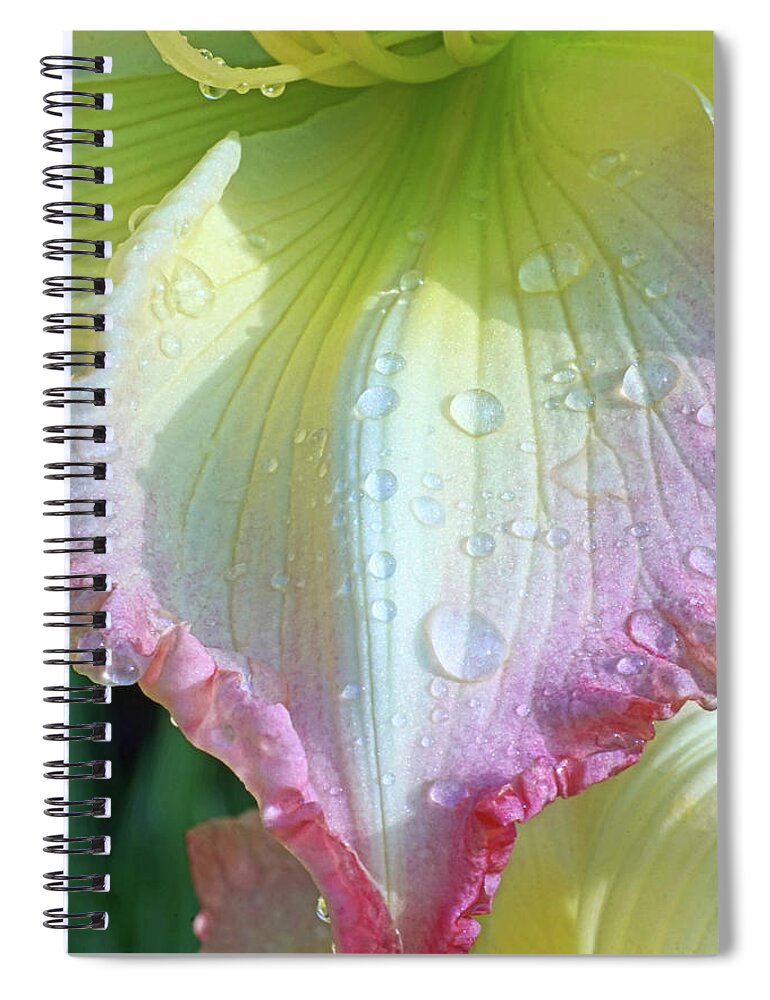 Raindrops Spiral Notebook featuring the photograph Raindrops on Lily Petals by Kathi Mirto