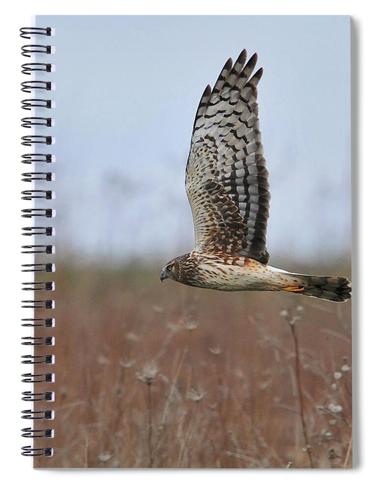 Animal Themes Spiral Notebook featuring the photograph Raptor by Photo By Dcdavis