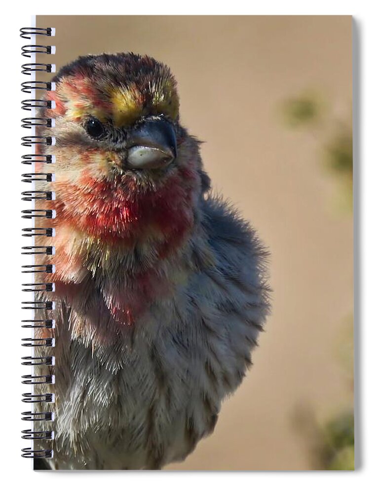 Arizona Spiral Notebook featuring the photograph Rare Multicolored Male House Finch by Judy Kennedy