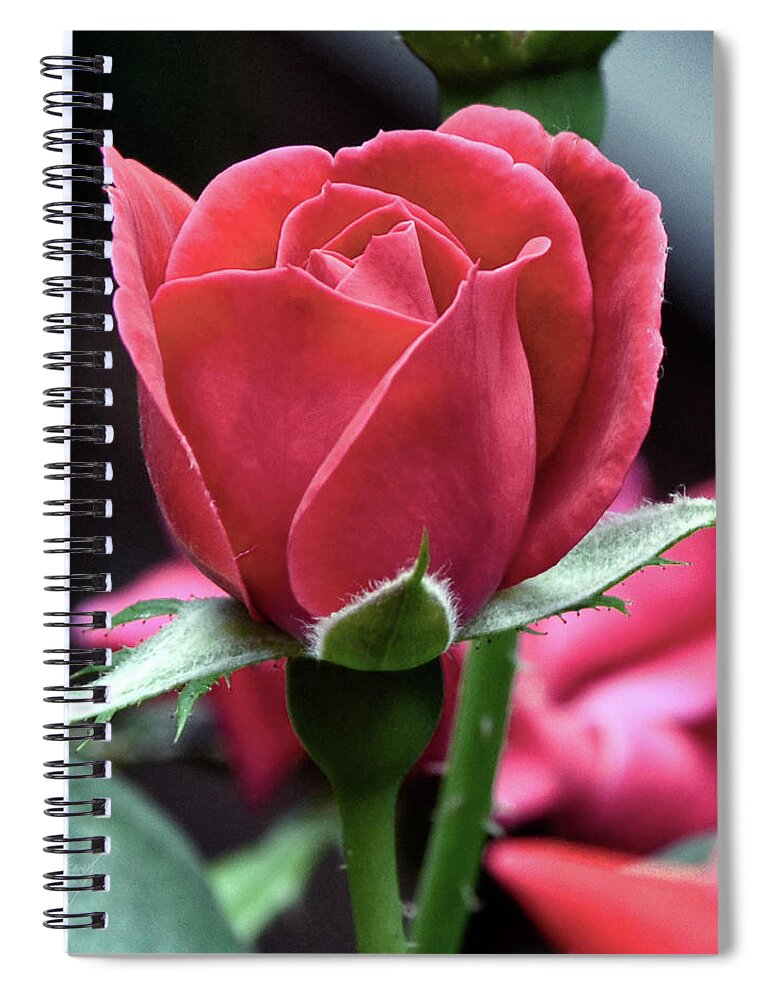 Rose Spiral Notebook featuring the photograph Raven's Rose by Michael Frank