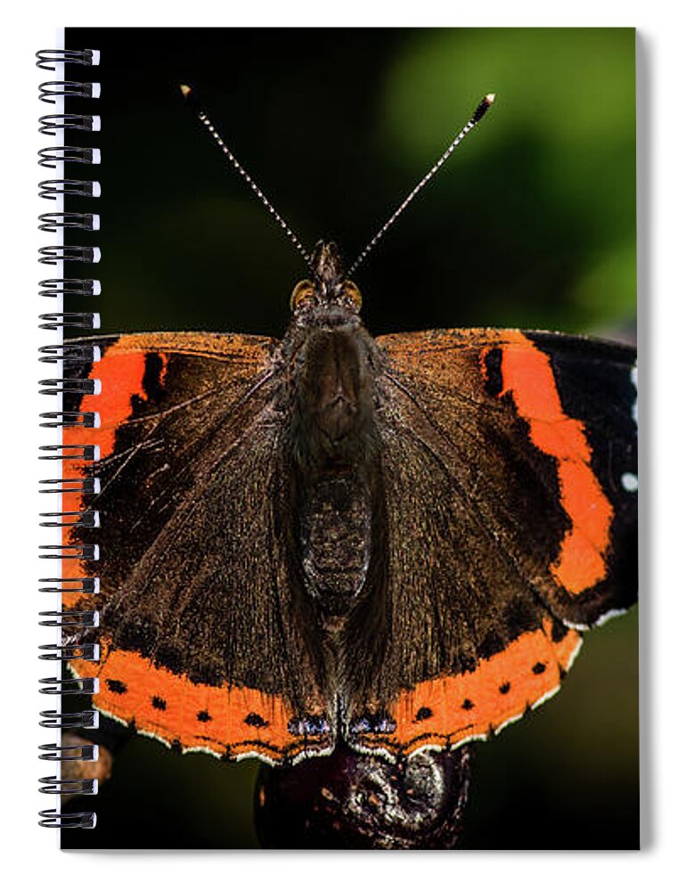 Red Admiral Butterfly Spiral Notebook featuring the photograph Red Admiral Butterfly in the cherry tree by Torbjorn Swenelius